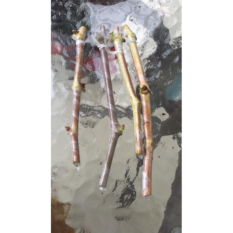 Entres Anggur Import Trans, Jupiter, Everest, Ninel, Akademik, Black Panther, Nizina, Mondrop, CRV, 