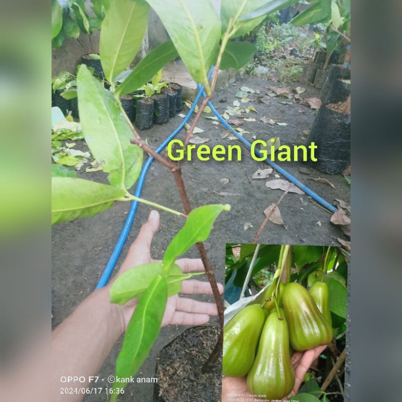 

bibit Jambu air green Giant cangkok