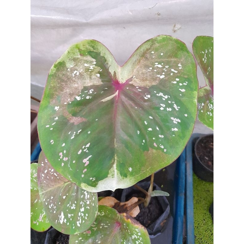 caladium coboi