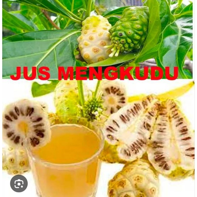

Buah Pace Mengkudu 1 Kg Segar Baru Petik Fresh Obat Herbal Tradisional Termurah