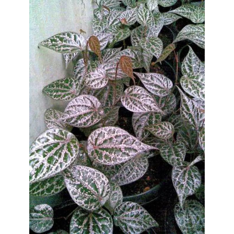 tanaman sirih merah tanaman herbal sirih merah