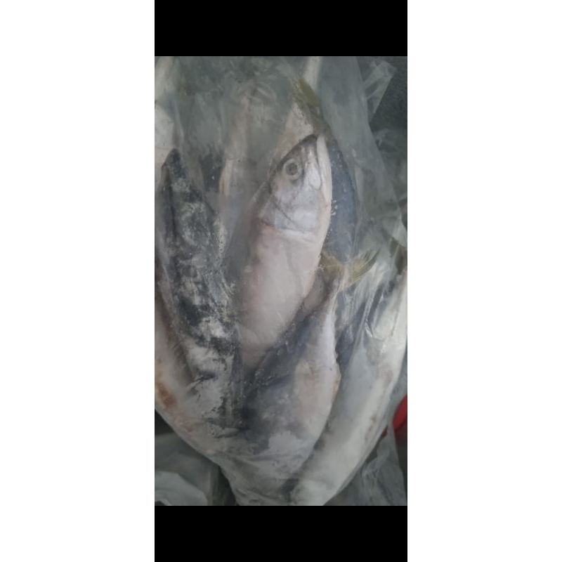 

Ikan Kembung Banjar