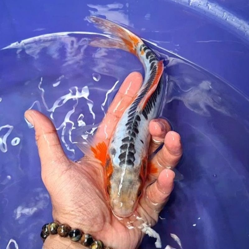 Ikan Koi Blitar Jenis Shusui / Rumah Koi Jakarta / kode 0014