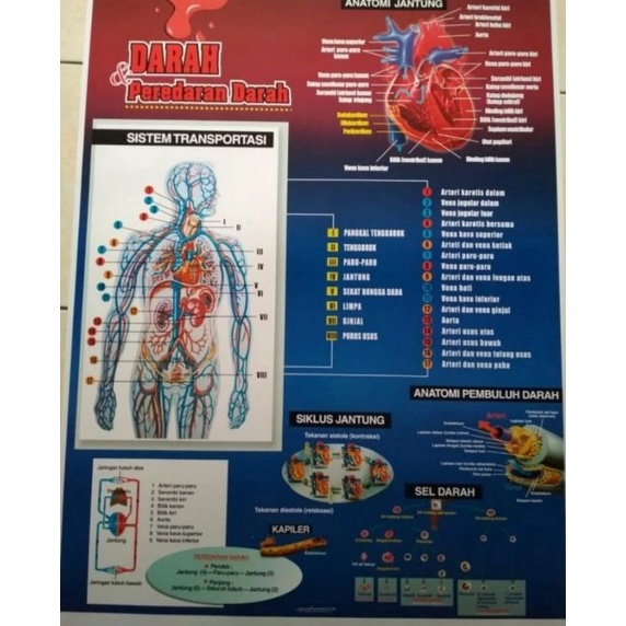 

Gambar sistem peredaran darah manusia x W3M5