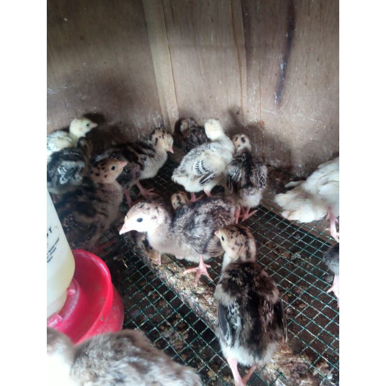 KODE O14W kalkun  ayam kalkun  anak ayam kalkun  bibit kalkun