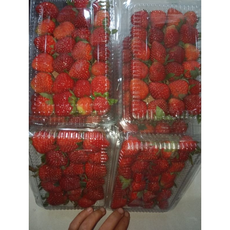 

Strawberry Brastagi 1pack 15.000