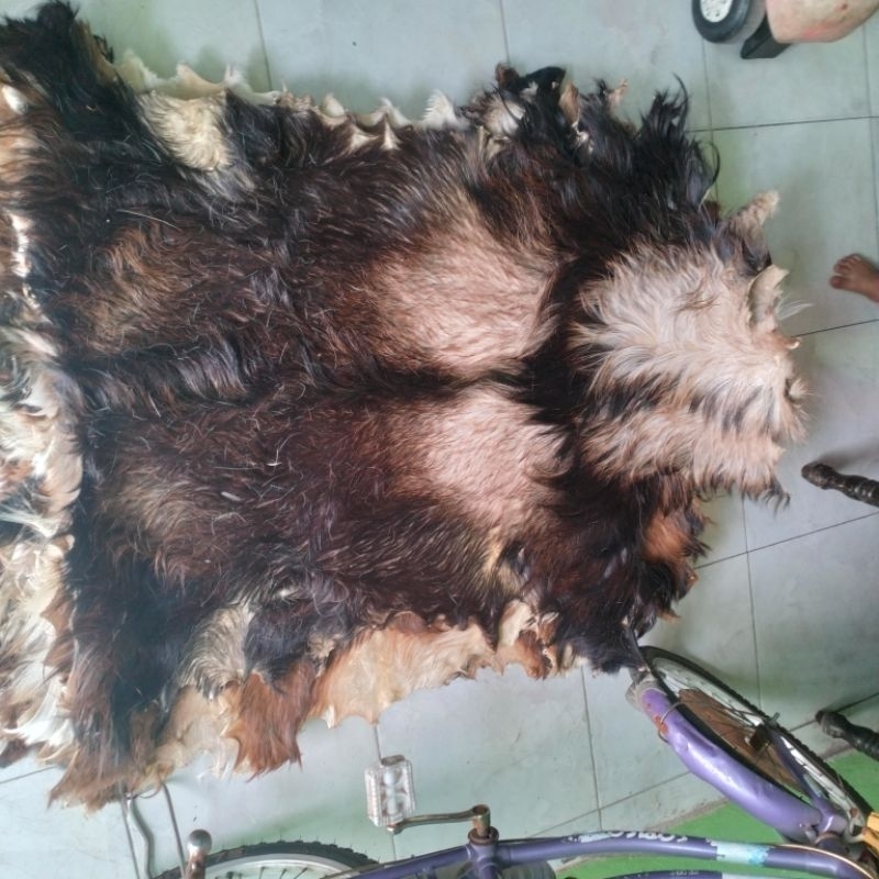 kulitnya kambing bulu olahan kering kimia