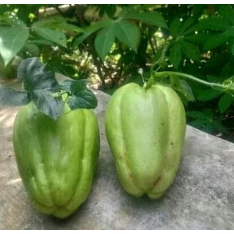 Bibit Tanaman Labu Siam