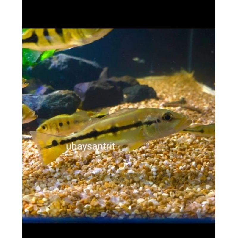 hiasan aquarium pbass pinima