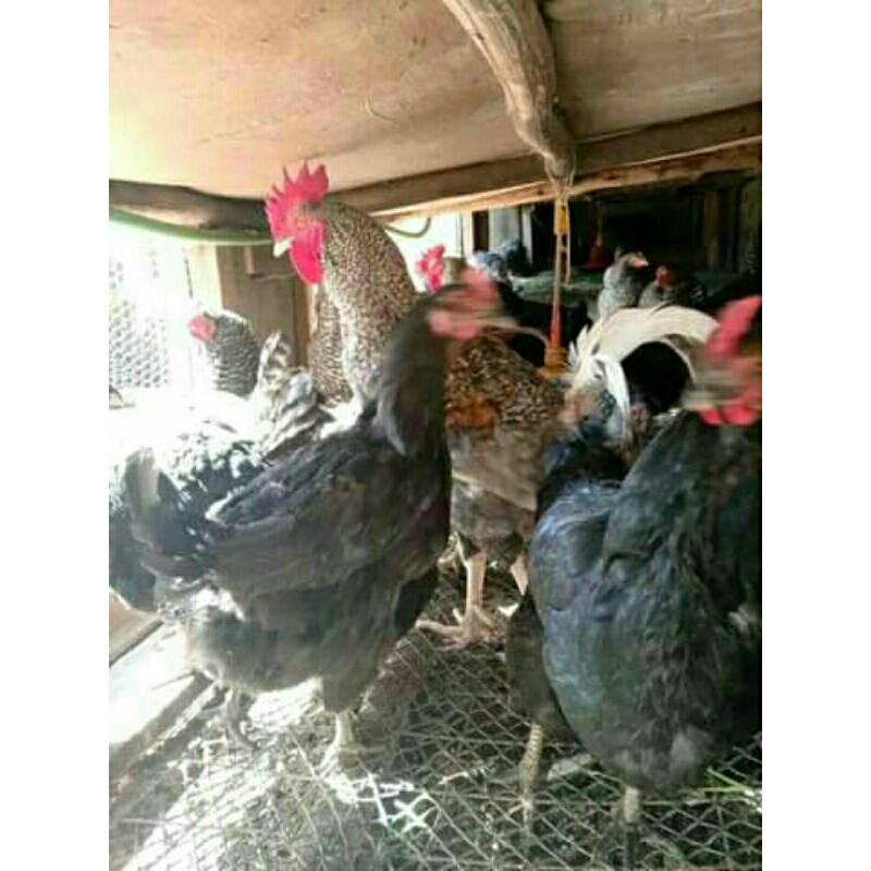 

Telur pertil ayam black parmut 2 atau BP2. Untuk di tetaskan
