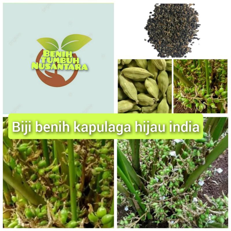20 butir biji benih kapulaga hijau india