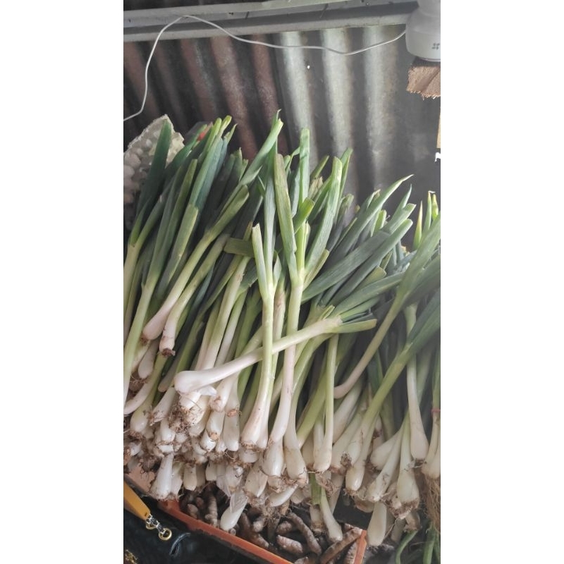 

Bawang Pray & Daun Sop Segar