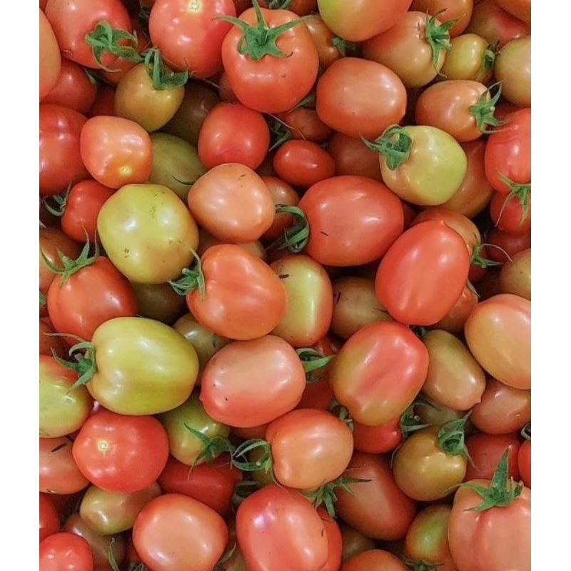 

Tomat Organik Fresh Panen Sayur Segar 500gr /pack