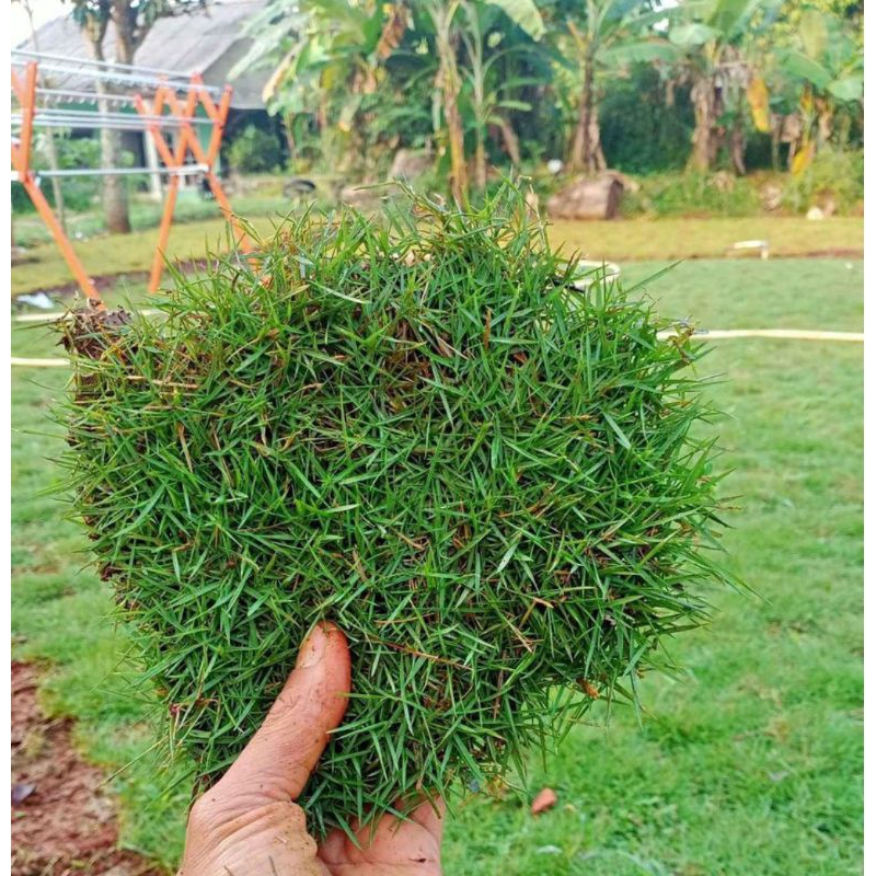 Rumput Peking/Jepang untuk Makam/kuburan