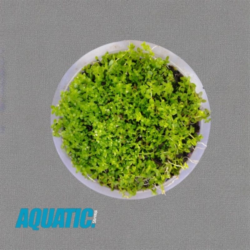 Baby Tears tanaman aquascape/aquarium
