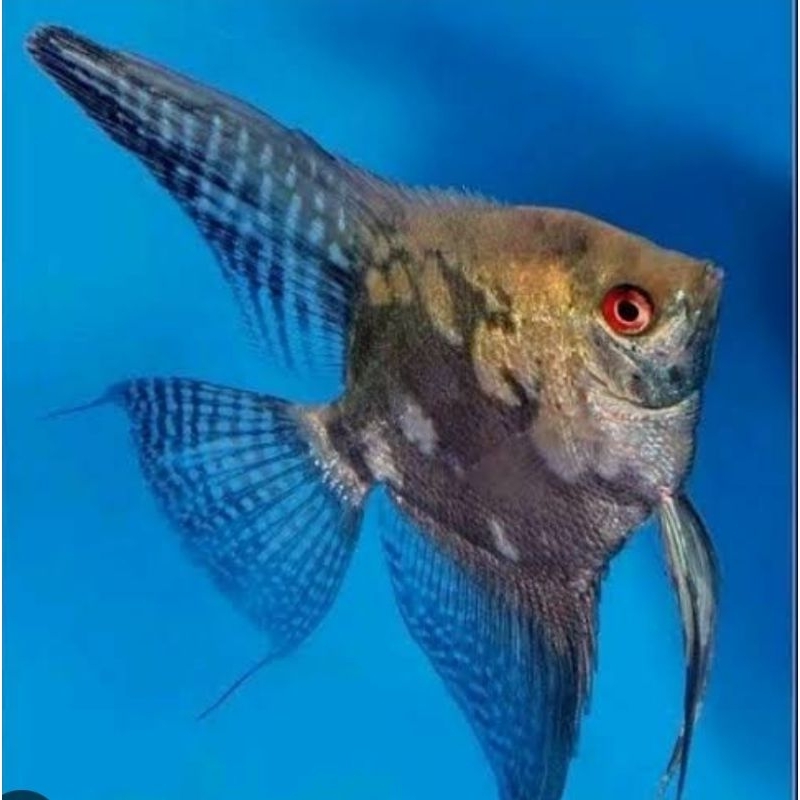 Aksesoris aquarium(manfish blue smokey)