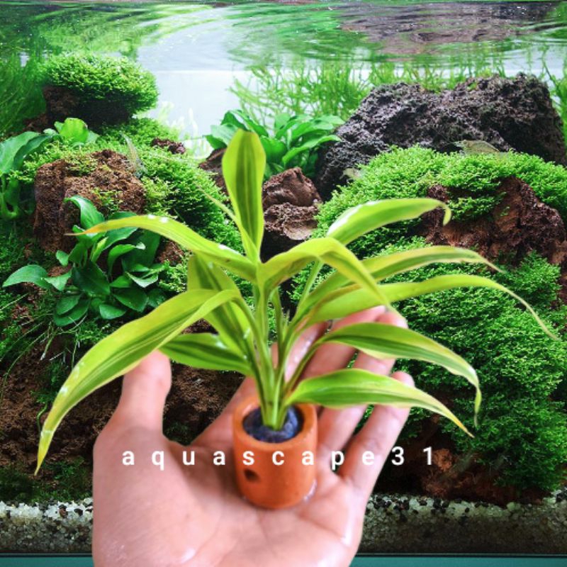 bambu hoki-bambu air kuning media pot tanaman Aquascape Hiasan Aquarium