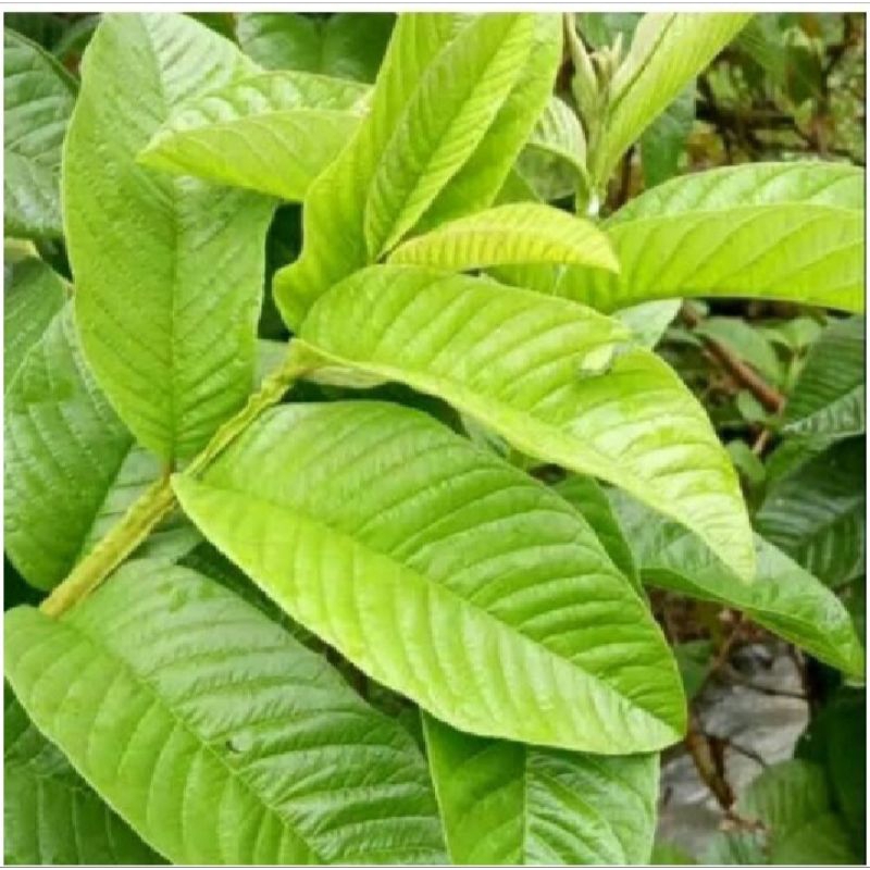 

1 Kg Daun Jambu Biji / Obat Herbal Segala Macam Penyakit