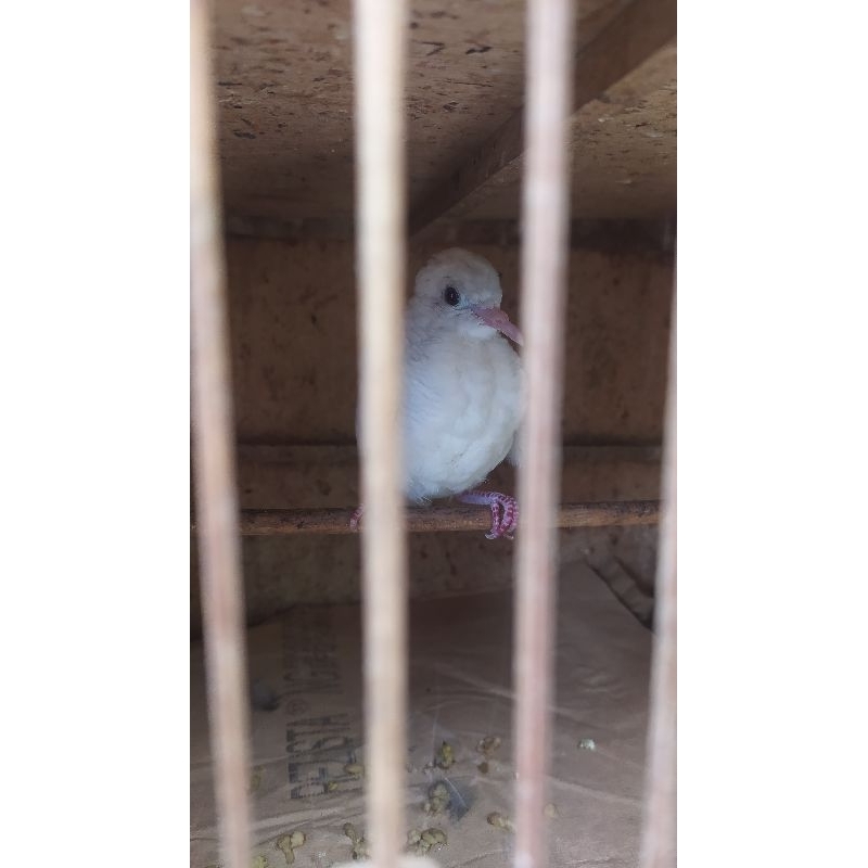 Perkutut Putih Kapas Mata Merah