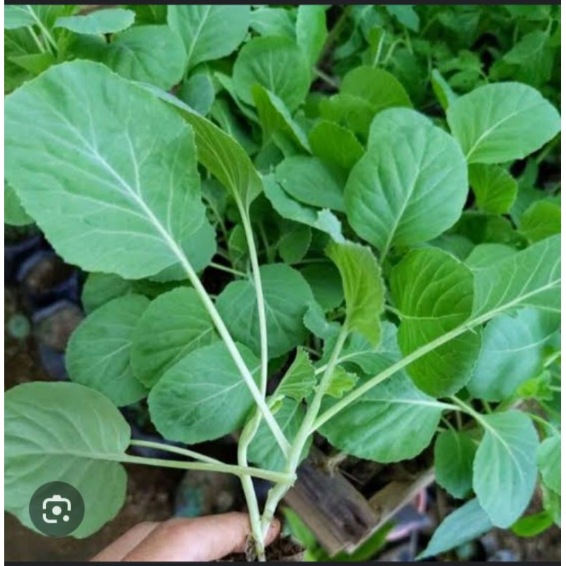 OMAH_BIBIT-Bibit kubis atau kol siap tanam