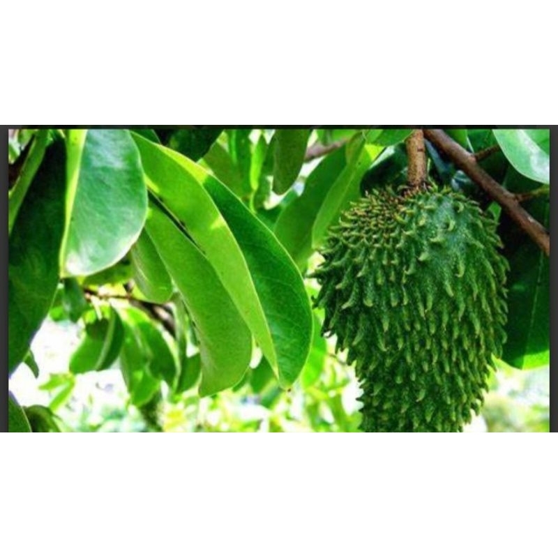 

DAUNSIRSAK DAUN SIRSAK OBAT HERBAL OBAT ALAMI