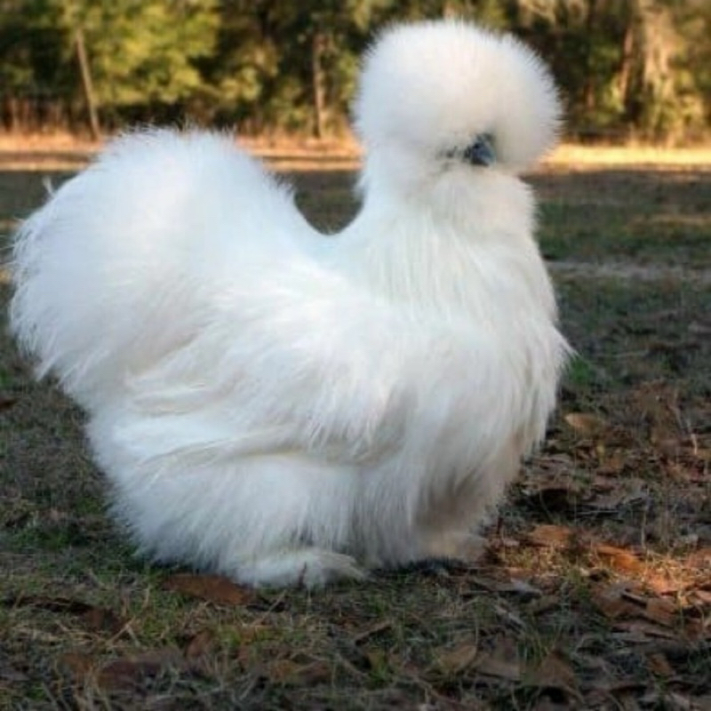 

TELUR FERTIL AYAM SILKY