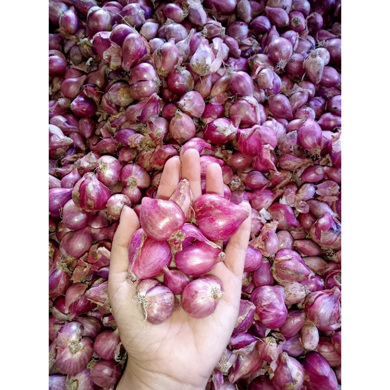 

bawang merah besar tanggung