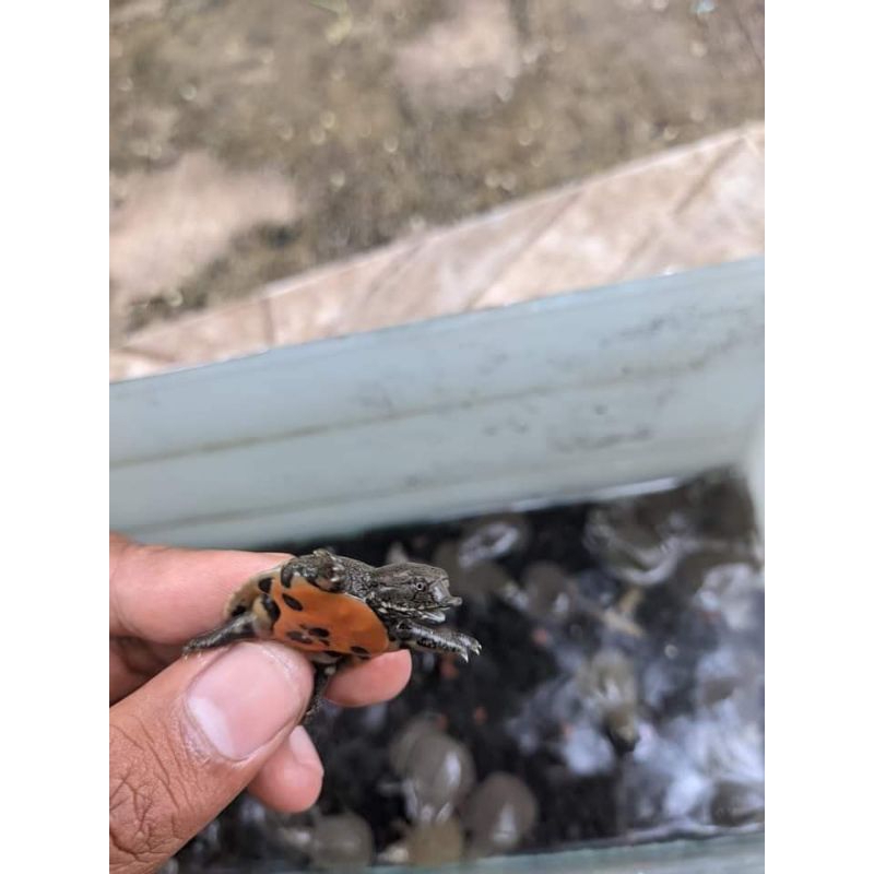 paket hemat mainan anak baby labi-labi isi 5 biji