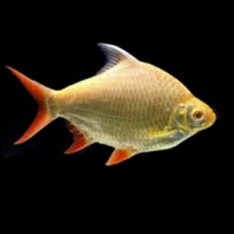 Hiasan Aquarium Kafiat albino & sleyer murah