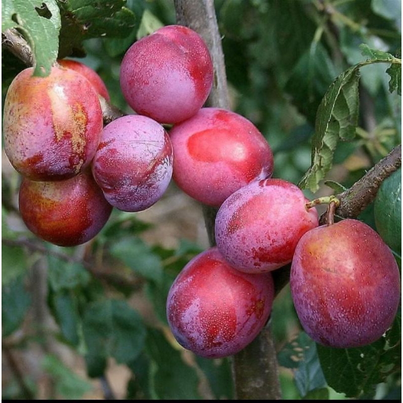 Bibit Buah Plum Ungu Bibit Buah Plum Aussie Okulasi Bibit Buah Plum Australia Cepat Berbuah