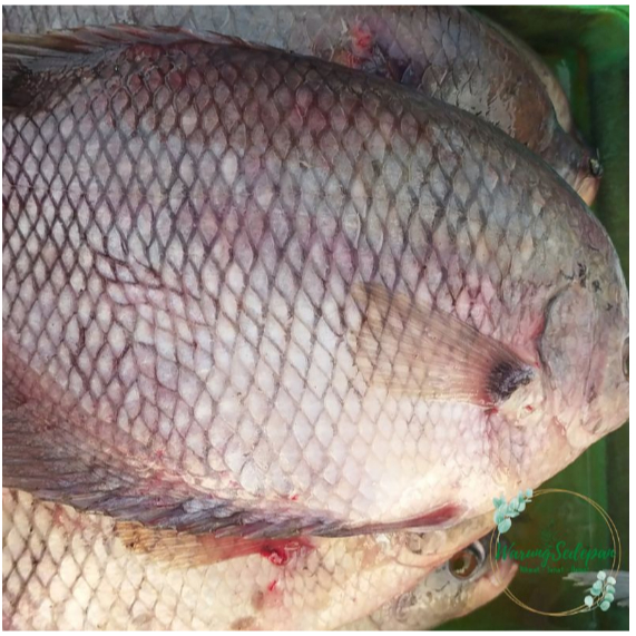 

Ikan Gurame Segar 500 gram Ikan Segar Cikarang Ikan Segar Bekasi