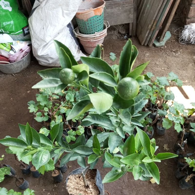 

jeruk siem madu sudah berbuah