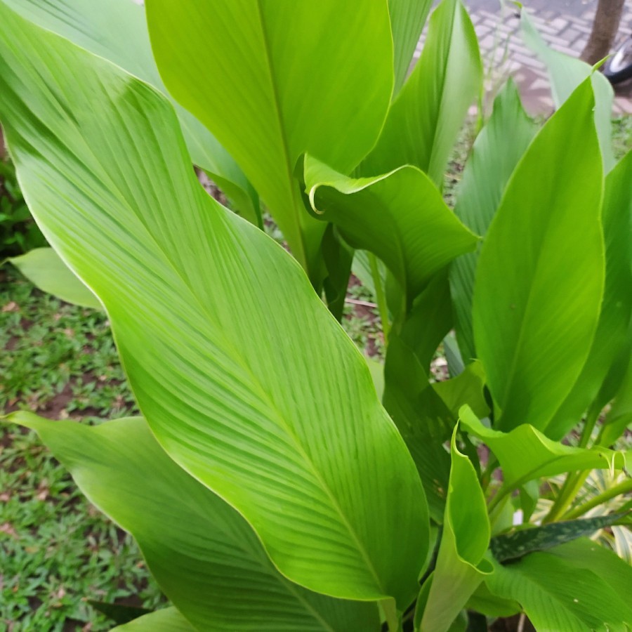 

Daun Kunyit Segar Kemasan 100 gram/Pack Lansung Petik Dari Kebun Murah & Hemat