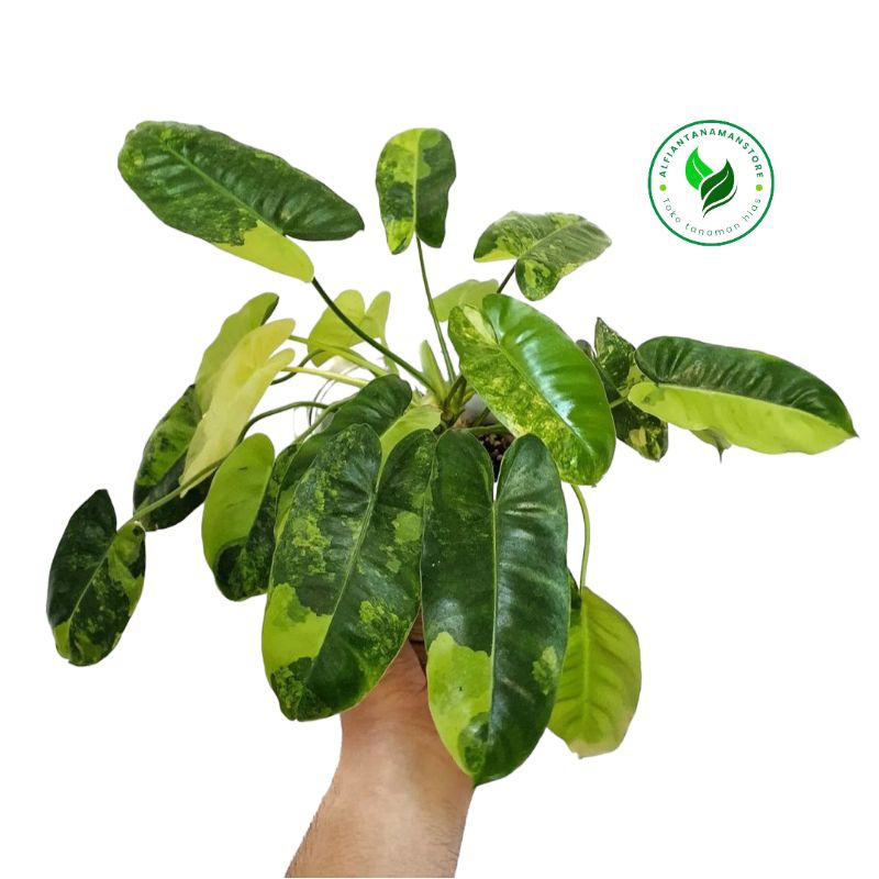 [BISA COD] Tanaman Hias Philodendron Burlemarx - Philodendron Burlemarx Variegata
