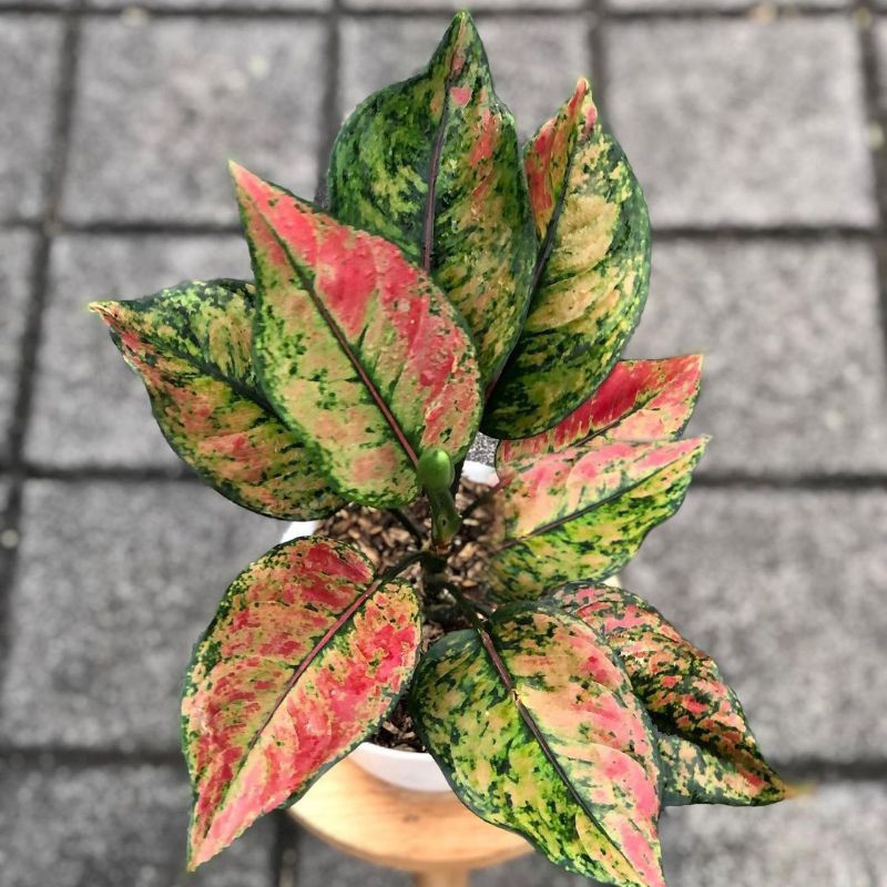 Aglonema Hengheng - Tanaman Hias Hidup Aglaonema Merah