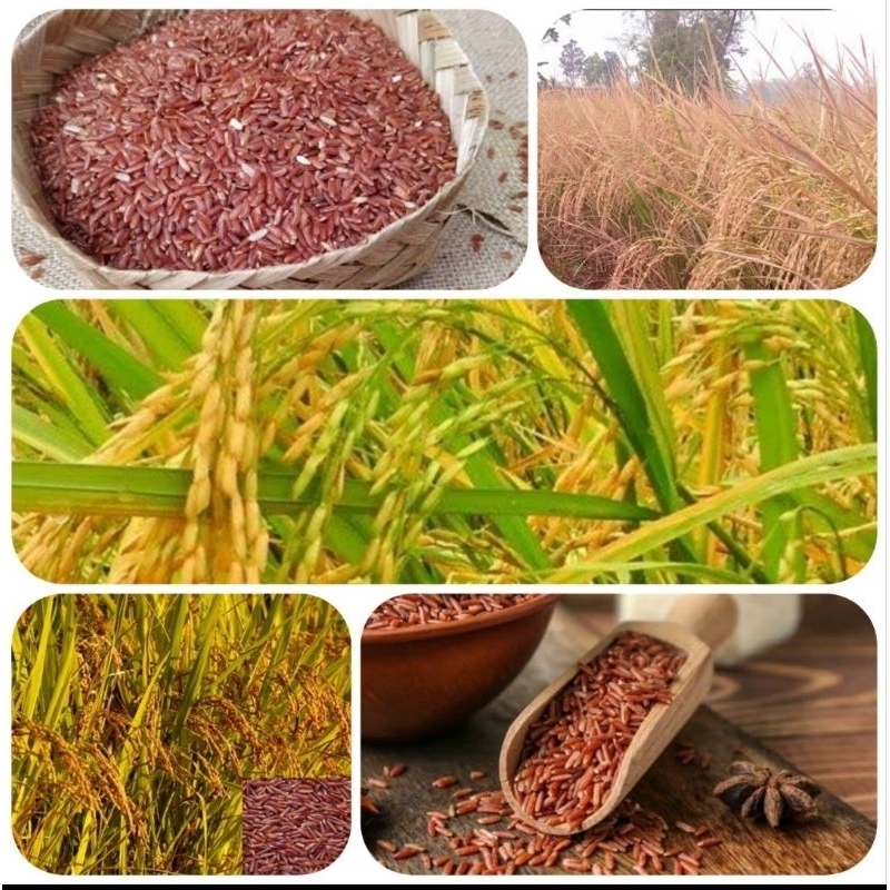 

Padi beras merah / beras merah premium 1 kg