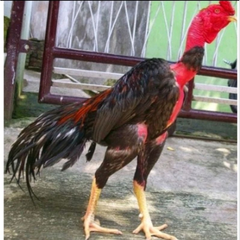 

Telur Ayam Saigon Petarung Handal Kwalitas Super Telor Saigo untuk di tetaskan