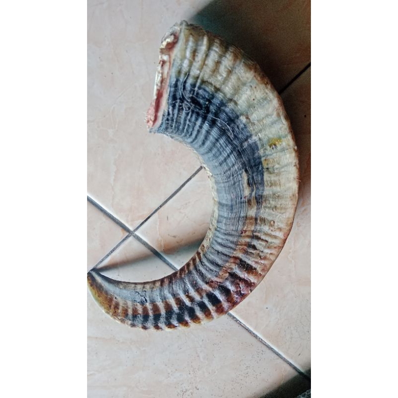 tanduk domba/kambing