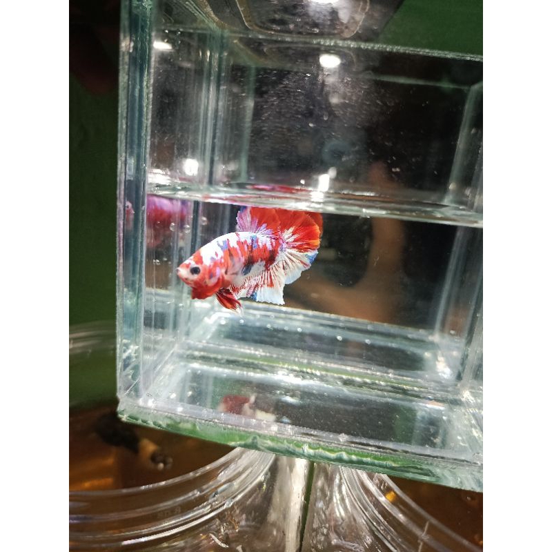 cupang barongsai male