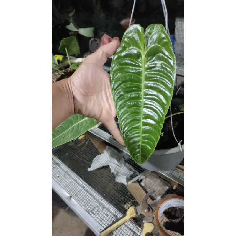 anthurium veitchii