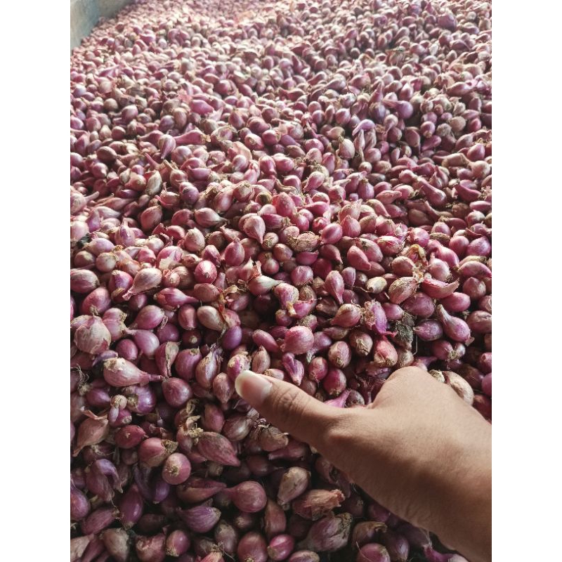 

bawang merah kecil 1 kg asli brebes kering