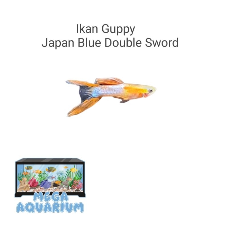 Hiasan Aquarium ( Guppy Japan Blue Double Sword )