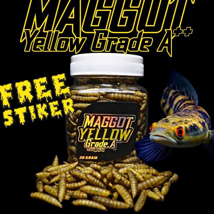 Lagi Dicari  Maggot Yellow Grade A Untuk Proges Bunga dan Warna Channa Maru Yellow Sentarum Ys kemas