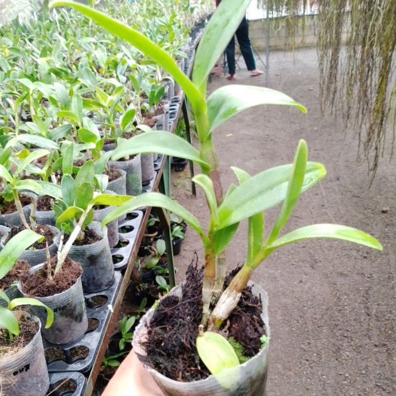 VANDA | ANGGREK VANDA DR. ANEK X BIT'Z HEARTTHORB