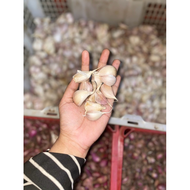 

BAWANG PUTIH KATING ASLI
