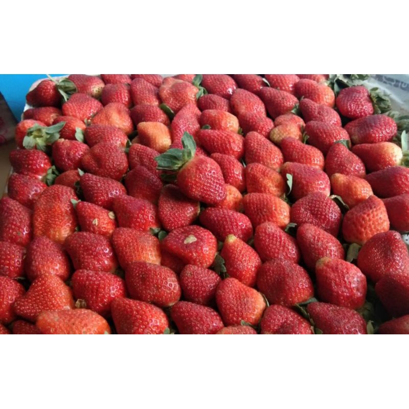

buah segar kiloan
