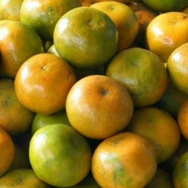 

Jeruk siam/jeruk lokal manis 1000 gram