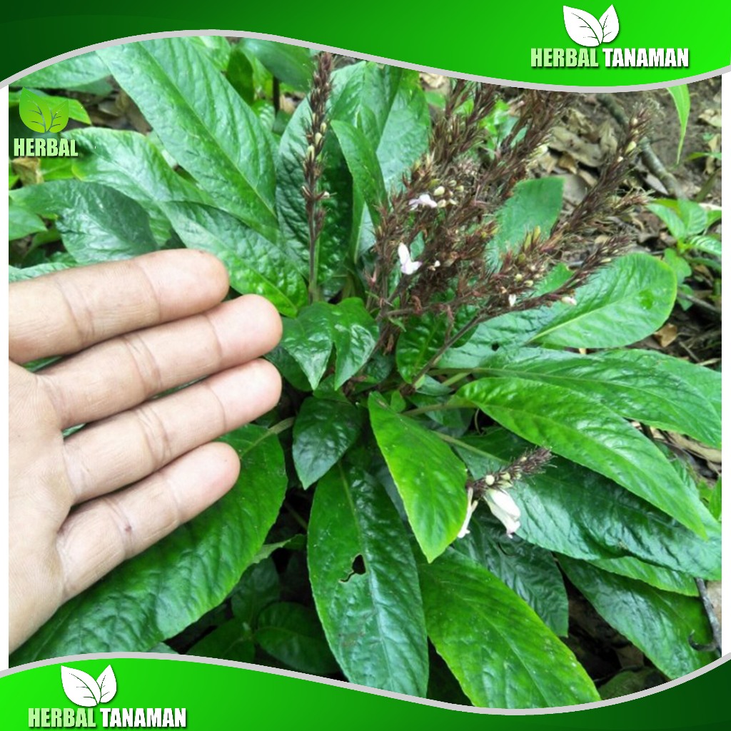 

DAUN RENDEU SEGAR 500 GR LALAPAN HERBAL