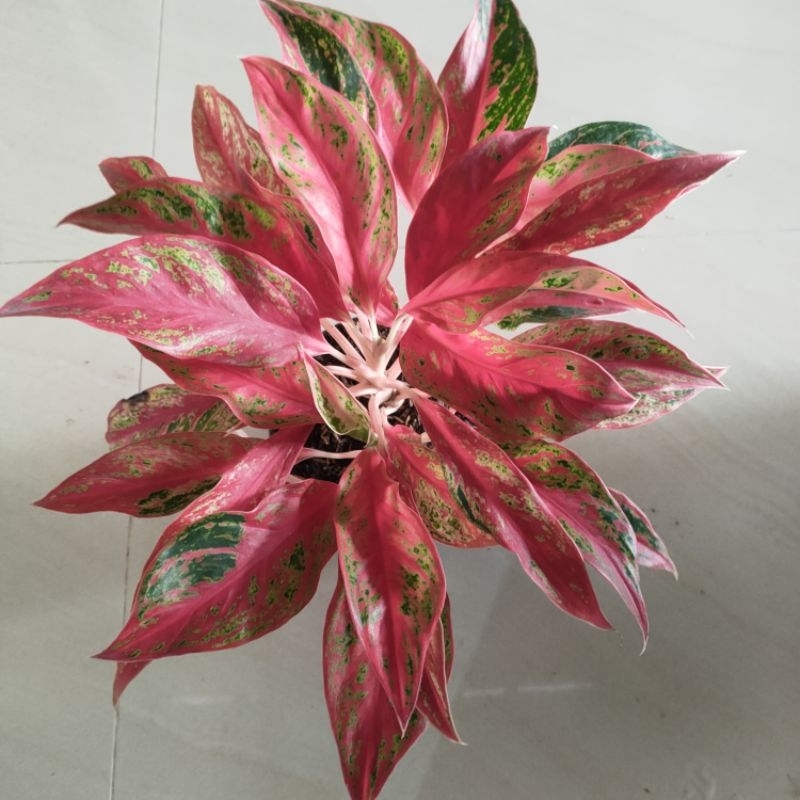 tanaman hias aglonema pink cut