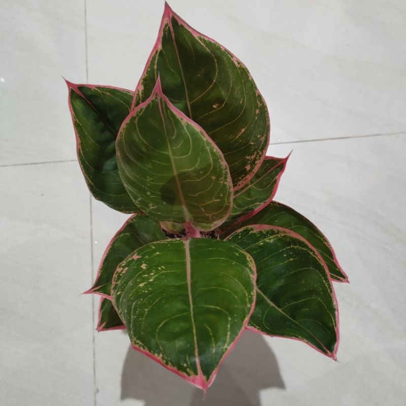 aglonema lipstik peterpan lokal